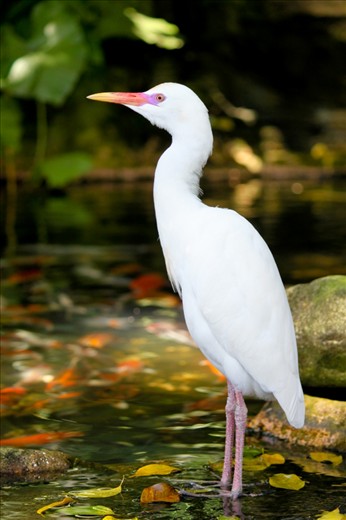 The Kuala Lumpur Bird Park provides a lot of opportunities for photographing wildlife. Take for instance this Cattle Egret. It stands like a statue on a fish pond while visitors are taking snaps of its beauty. 