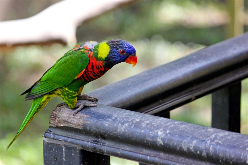 This Rainbow Lorikeet excitedly yet cautiously inches along the ledge where the visitors at the end of the it have food waiting for them. The Kuala Lumpur Bird Park gives you the chance to interact with the birds, and that's what makes all the difference.