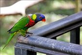 This Rainbow Lorikeet excitedly yet cautiously inches along the ledge where the visitors at the end of the it have food waiting for them. The Kuala Lumpur Bird Park gives you the chance to interact with the birds, and that's what makes all the difference.: by laurenceaberia, Views[520]