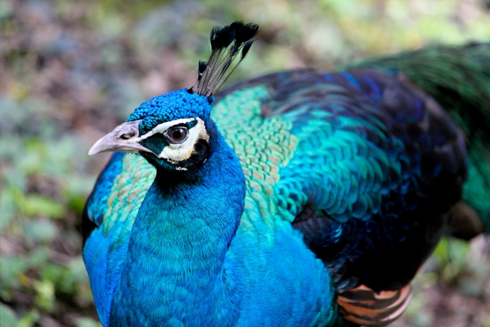 The Indian Blue Peacock roams the majority of the vast area of the Kuala Lumpur Bird Park. They don't seem to mind the company of humans. This gives one a feeling of being one with nature.