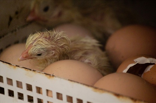 The Kuala Lumpur Bird Park is a superb place for learning and growing. If you're lucky enough you might just witness a chick emerging from its egg. This baby chicken here still seems to be drowsy.