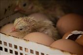 The Kuala Lumpur Bird Park is a superb place for learning and growing. If you're lucky enough you might just witness a chick emerging from its egg. This baby chicken here still seems to be drowsy.: by laurenceaberia, Views[490]