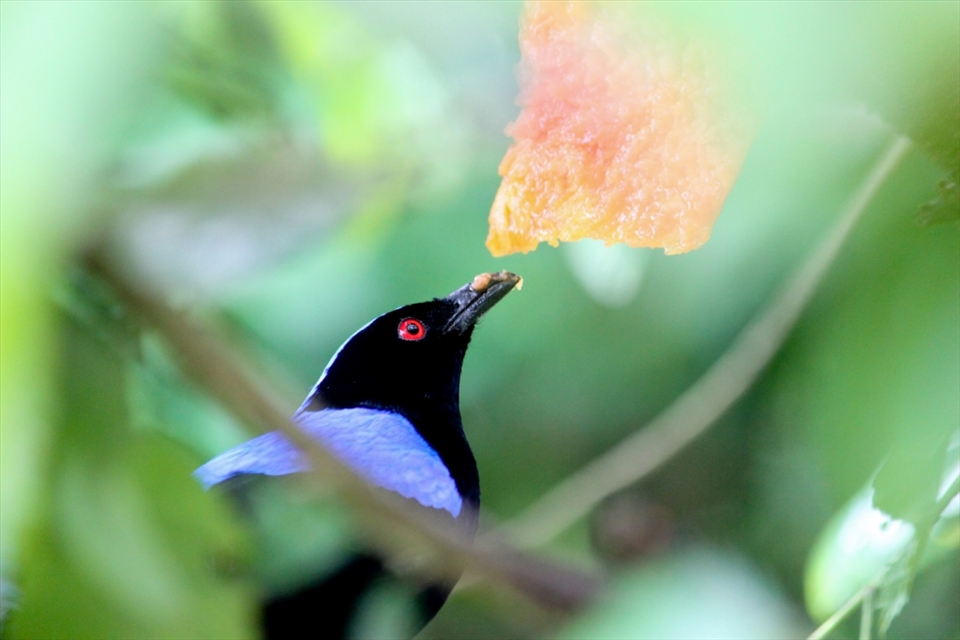 The feeding system at the Kuala Lumpur Bird Park is ingenious, because they pierce fresh fruits on tree branches for the birds to find . This encourages the birds to use their hunting skills. Here we see this little fella enjoying the sweet treat!