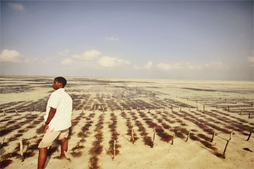 Seaweed Farm