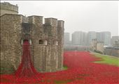 Tower of London: 100 Year Memorial for WWI: by laurenstrong, Views[363]
