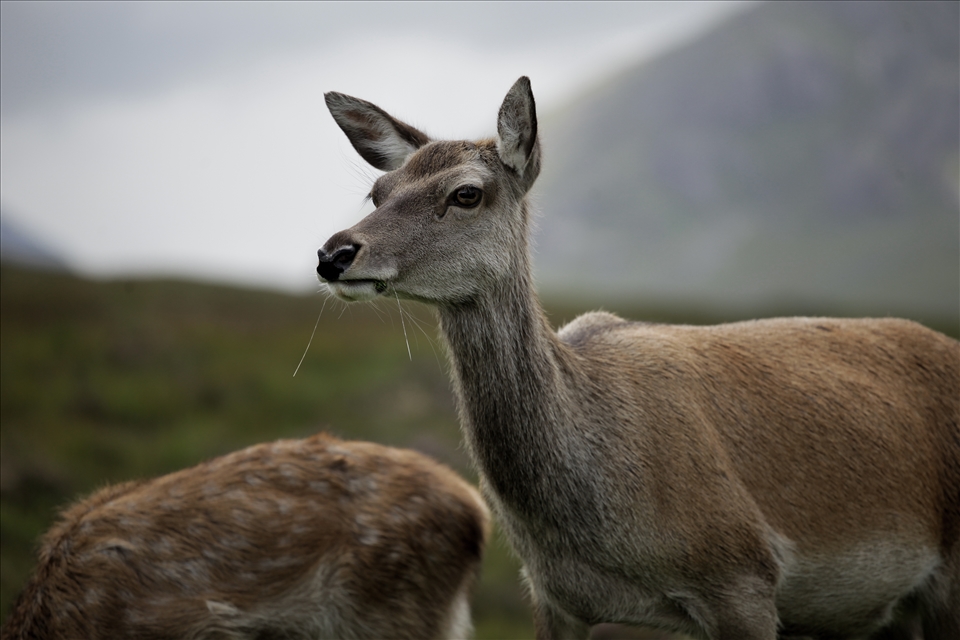 Deers grazing in a Scottish Valley.