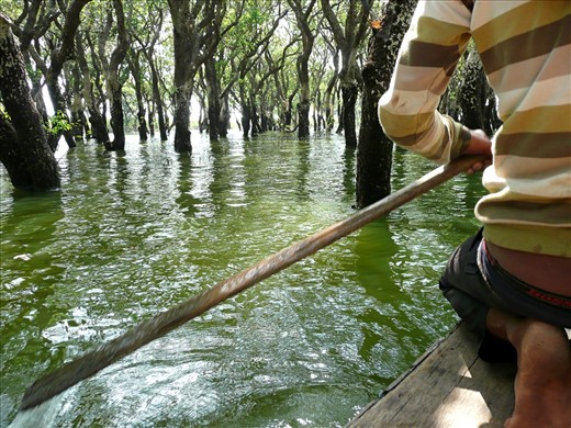 We navigate through an obstacle course of mangroves in the Flooded Forest surrounding the Kampong Phluk villages, Cambodia. 