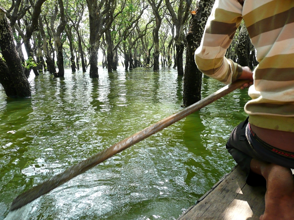 We navigate through an obstacle course of mangroves in the Flooded Forest surrounding the Kampong Phluk villages, Cambodia. 