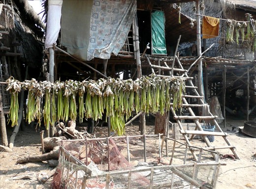 Most of the colourful houses of the Kampong Phluk villages have contained gardens filled with herbs, lemongrass and vegetables. 