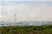 A farmer burning the remaining straws to fertilise their fields. 
For the sustainabilities of ones income at the price of others.
Located in Sekinchan,  one of the major rice producing areas of Malaysia.: by layboyzx, Views[184]