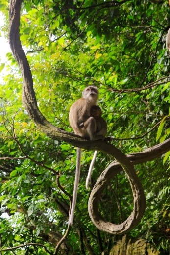 A mother monkey looking out for her offspring after feeding it. 
The mother will hunt for for foods and feed their offspring before feeding themselves, a sign of unconditional love.
Located in Batu Caves, Gombak district, Kuala Lumpur.