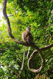 A mother monkey looking out for her offspring after feeding it. 
The mother will hunt for for foods and feed their offspring before feeding themselves, a sign of unconditional love.
Located in Batu Caves, Gombak district, Kuala Lumpur.: by layboyzx, Views[468]