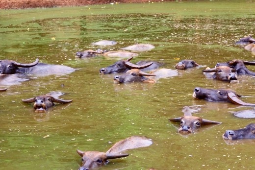 A herd of buffaloes taking a dip in a hot day. 
The buffaloes lives their day in a herd that moves, eat, bath and do everything together, a unity unsurpassed by other animal.
Located in vicinity of Tiger Temple, Saiyok district of western Thailand.