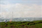 A farmer burning the remaining straws to fertilise their fields. 
For the sustainabilities of ones income at the price of others.
Located in Sekinchan,  one of the major rice producing areas of Malaysia.: by layboyzx, Views[316]