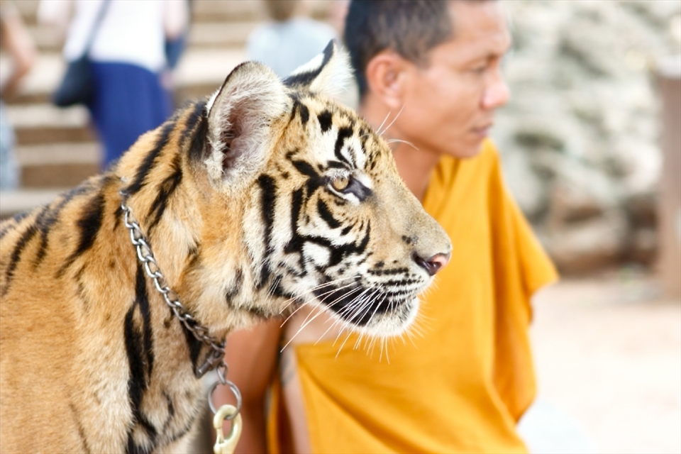 A sanctuary for tigers.
The monks and tigers lives in harmony in this sanctuary since it was founded in 1994.
Tiger Temple located in Saiyok district of western Thailand.
