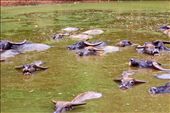 A herd of buffaloes taking a dip in a hot day. 
The buffaloes lives their day in a herd that moves, eat, bath and do everything together, a unity unsurpassed by other animal.
Located in vicinity of Tiger Temple, Saiyok district of western Thailand.: by layboyzx, Views[247]