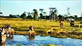 Jungle safari, chitwan: by lbibhu, Views[259]