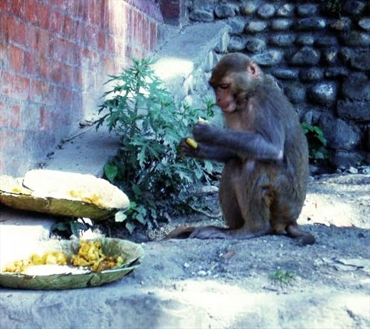 Monkey in Kathmandu