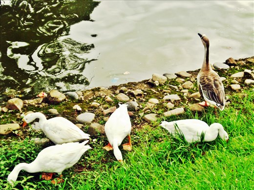Swans in Shillong, India