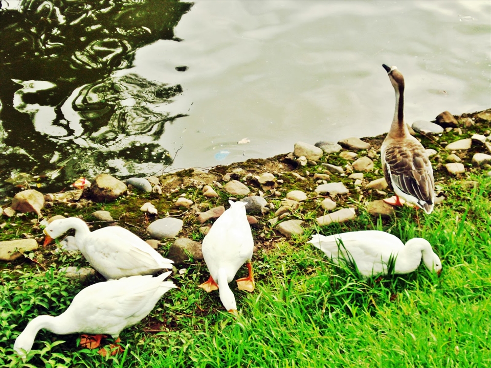 Swans in Shillong, India