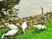 Swans in Shillong, India: by lbibhu, Views[296]