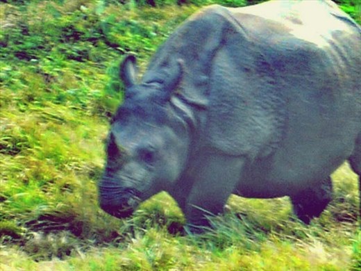 Rhino in Chitwan