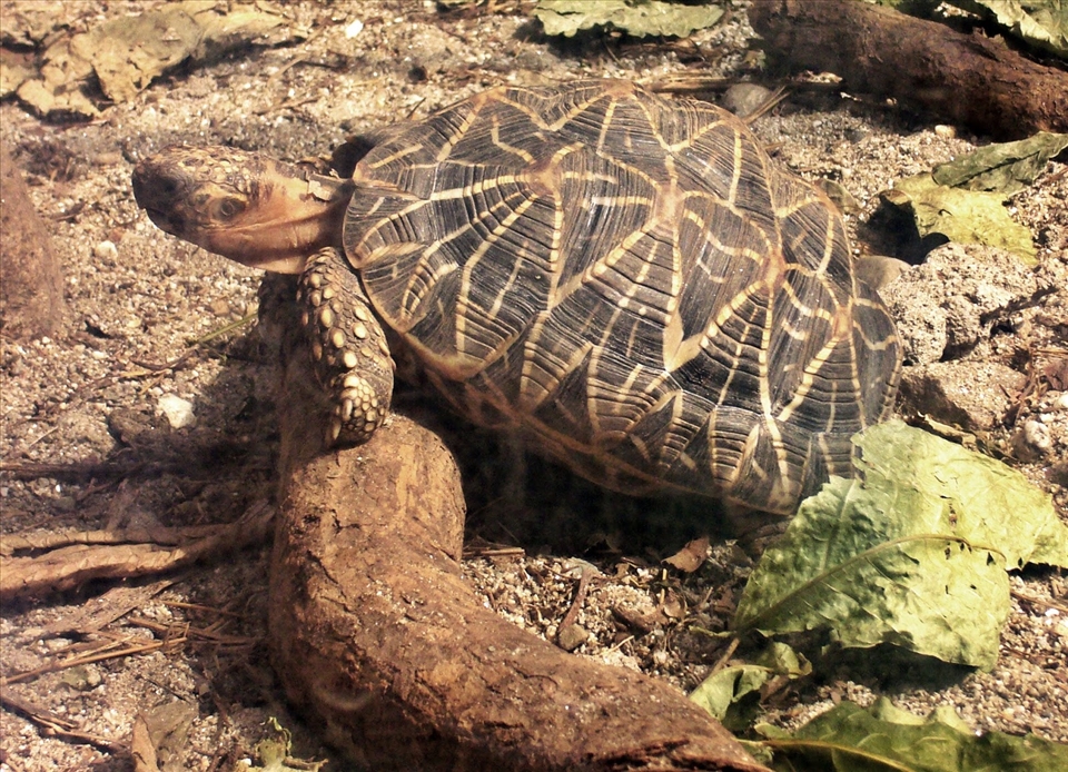 Tortoise in Darjeeling