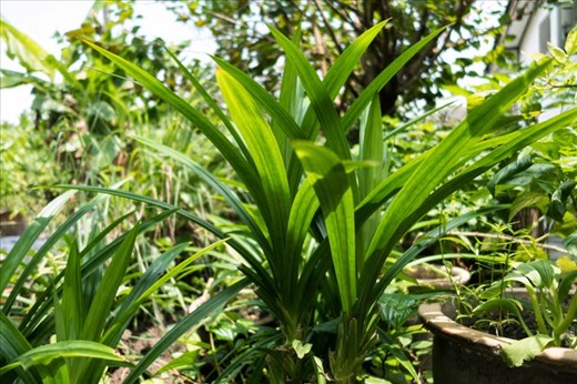 Pandan plants in my family's garden in Malaysia.