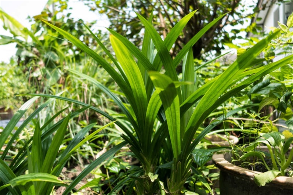 Pandan plants in my family's garden in Malaysia.