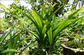 Pandan plants in my family's garden in Malaysia.: by leaf, Views[294]