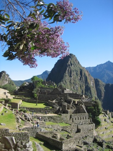 The iconic Machu Picchu tinged with a touch of lavender blossom!