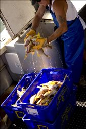 Mass Production -The mind boggles with the knowledge of the sheer numbers of fish caught within a world wide fishery industry. This image captures the sum total for this trawler for a hard and long mornings work.  Hard working men, driven by the prospect of a hard earned dollar, the work doesn’t stop at the catch.  These fish are process and transferred straight to the fish market.: by learning2c, Views[361]