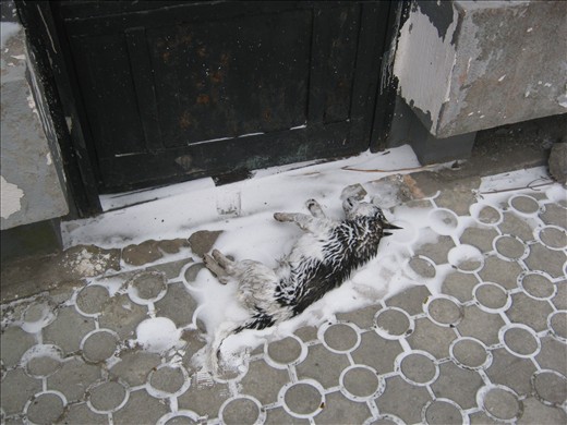 Even today, there are new victims in the cemetery. 