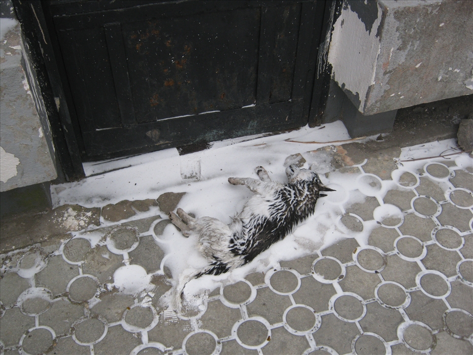 Even today, there are new victims in the cemetery. 