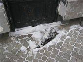 Even today, there are new victims in the cemetery. : by learning_russian, Views[266]