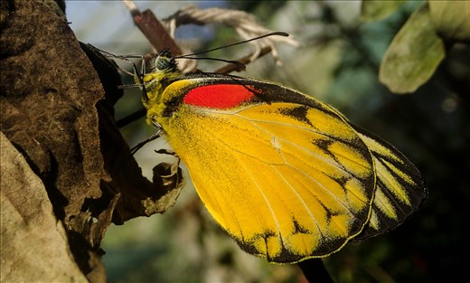 Butterfly drying it's wings in the sun for the first time