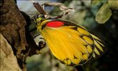 Butterfly drying it's wings in the sun for the first time: by leavingforaliving, Views[185]
