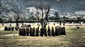Stone fence at elephant sanctuary, to protect the trees: by leavingforaliving, Views[179]