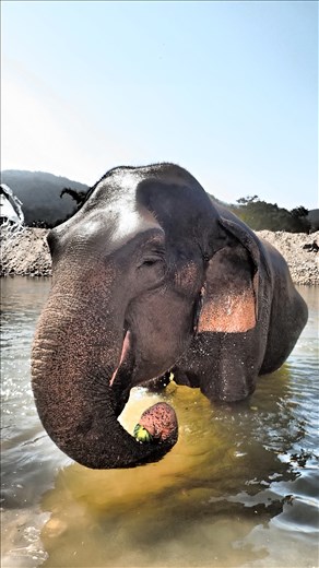 Happy elephant at bath time