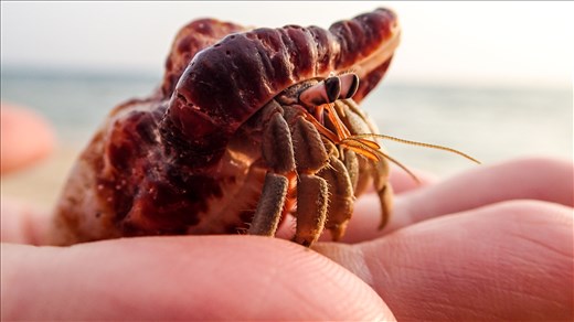Hermit Crab in Koh Lanta