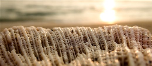 Coral on the beach at Koh Lanta