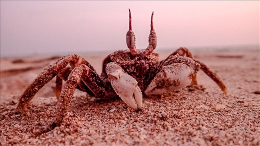 Crabs on the beach at Koh Lanta
