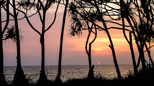 Sunset behind the trees