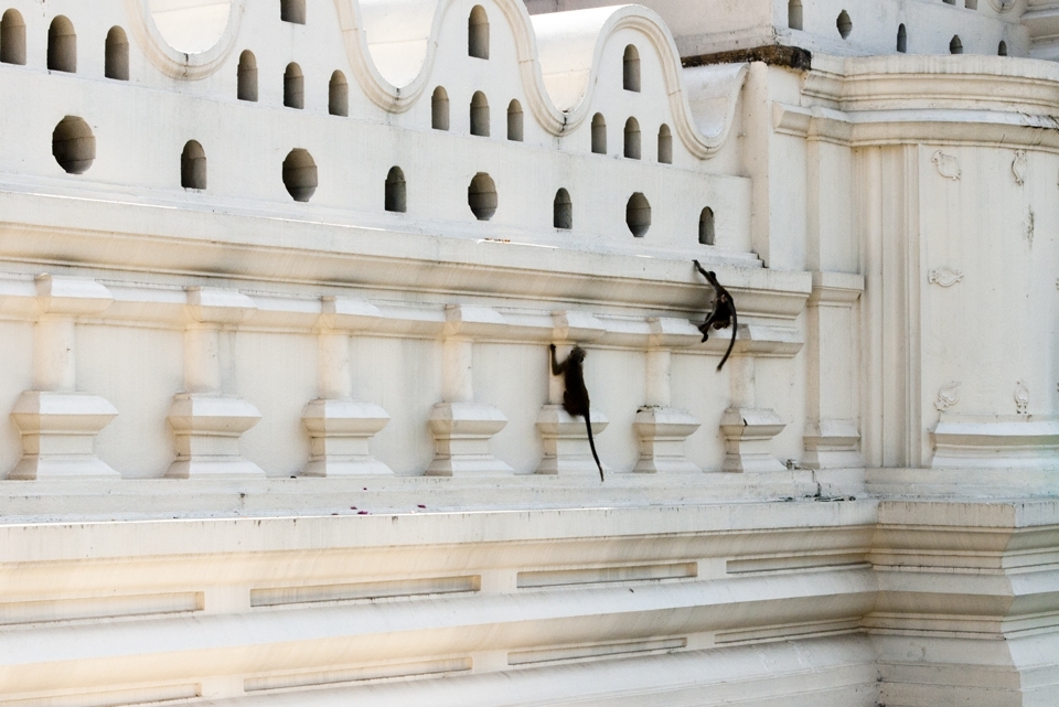 Monkeys play on the elaborately constructed walls of the Temple. Monkeys are frequent visitors to the Temple and are often found running around the Temple grounds. 