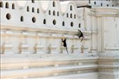 Monkeys play on the elaborately constructed walls of the Temple. Monkeys are frequent visitors to the Temple and are often found running around the Temple grounds. : by leeherath, Views[726]