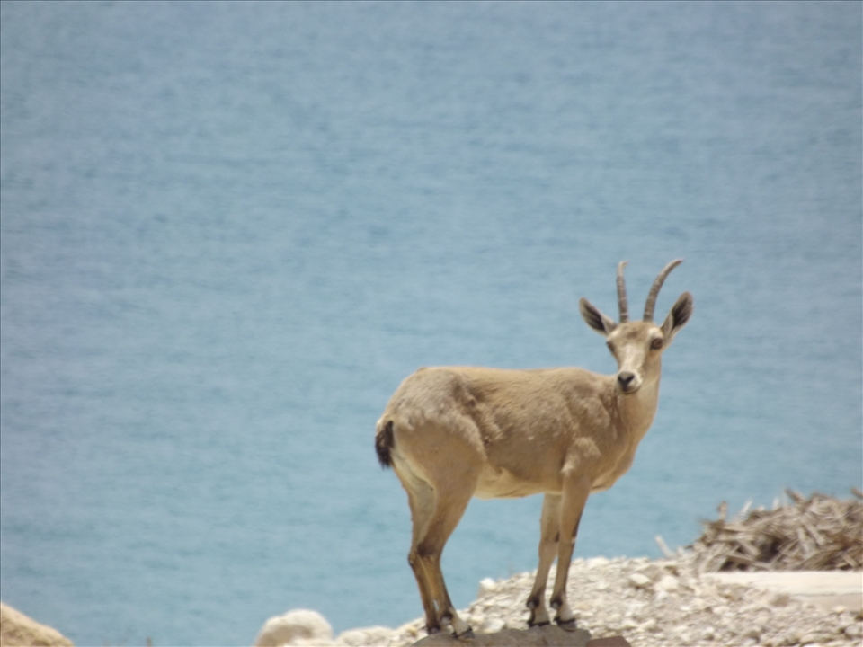 When I was at the Dead Sea last weak I stop my Dad's car and see 2 young goats so I decided to capture them.
