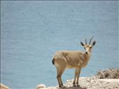 When I was at the Dead Sea last weak I stop my Dad's car and see 2 young goats so I decided to capture them.
: by leeorsapir, Views[456]