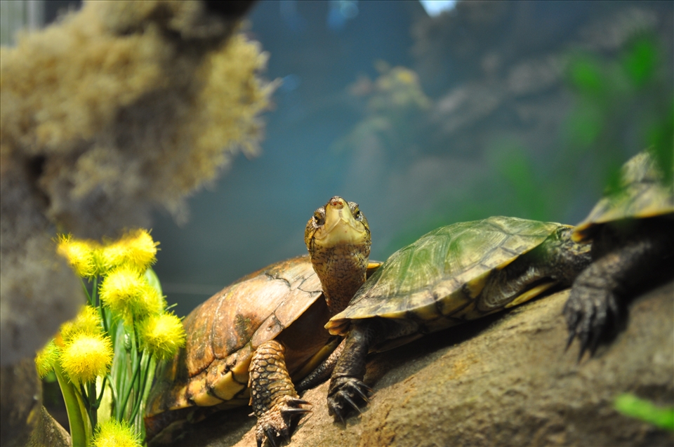 Turtle in San Francisco Aquarium