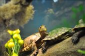 Turtle in San Francisco Aquarium: by lefty, Views[236]