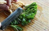 Bruising coriander: by leggypeggy, Views[258]
